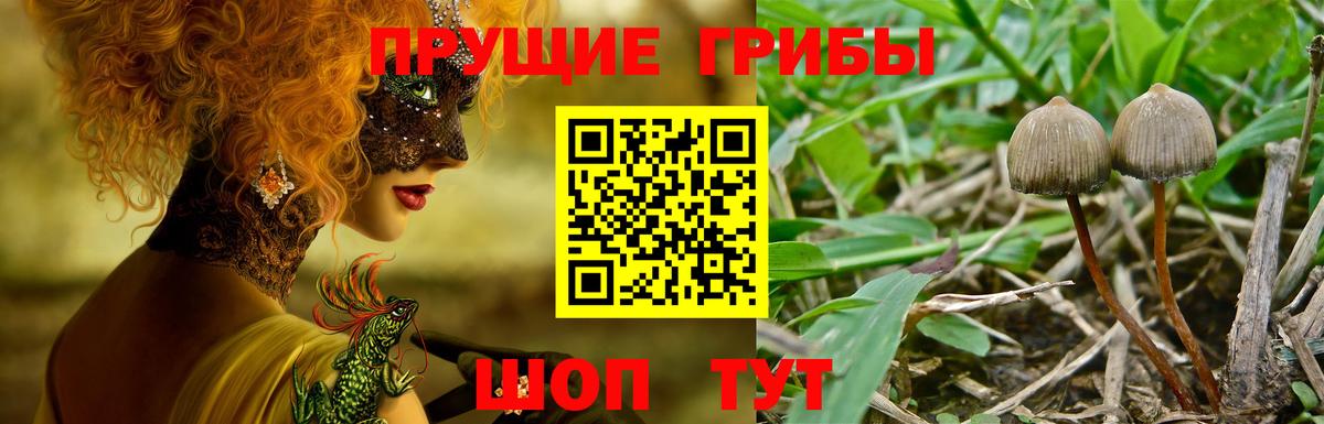 Псилоцибиновые грибы MAGIC MUSHROOMS  Вход с VPN  Елизово 